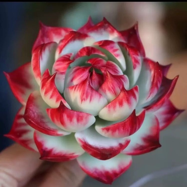 惊鸿仙子多肉植物新品贵货精品花卉盆栽绿植好养组合肉肉拉丝肉肉,鲜花速递/花卉仿真/绿植园艺,多肉植物,淘宝优惠券,粉丝福利购,淘宝优惠卷
