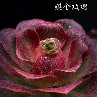 新款魅金玫瑰法师多肉植物好养超大颗肉肉高档老桩盆栽花卉高颜值