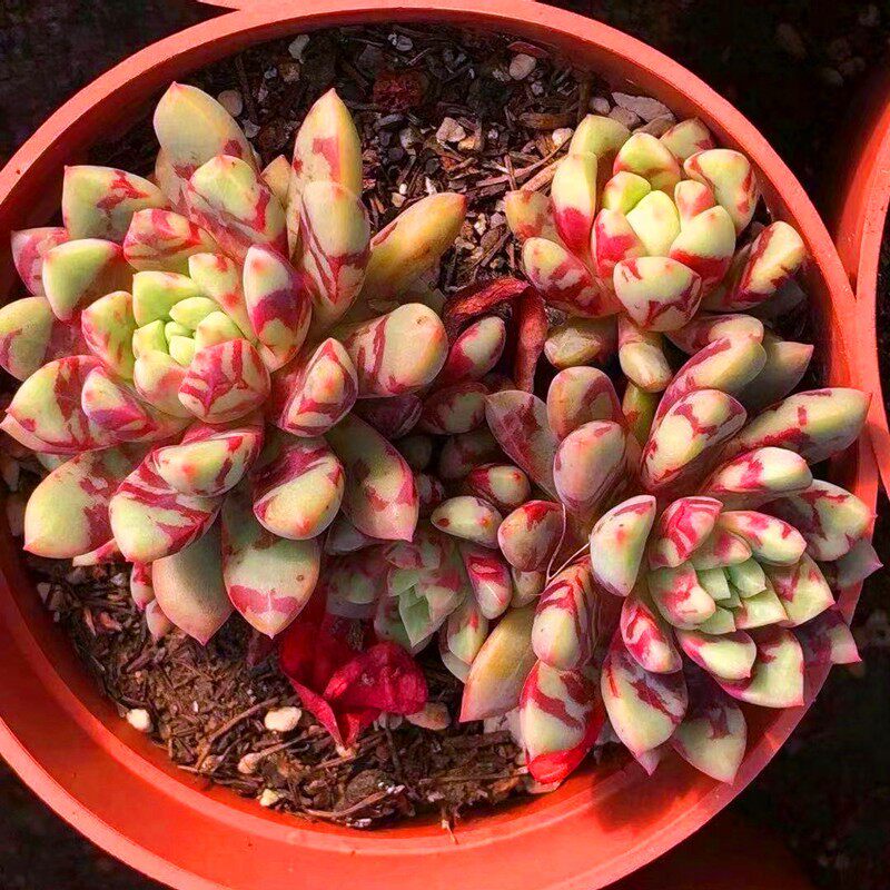 多肉植物血滴子雪燕血燕带血斑多肉迷你肉肉稀有贵货阳台组合盆栽