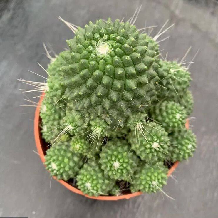 开花多头仙人球多仔多福白珠多肉植物室内懒人好养桌面 盆栽