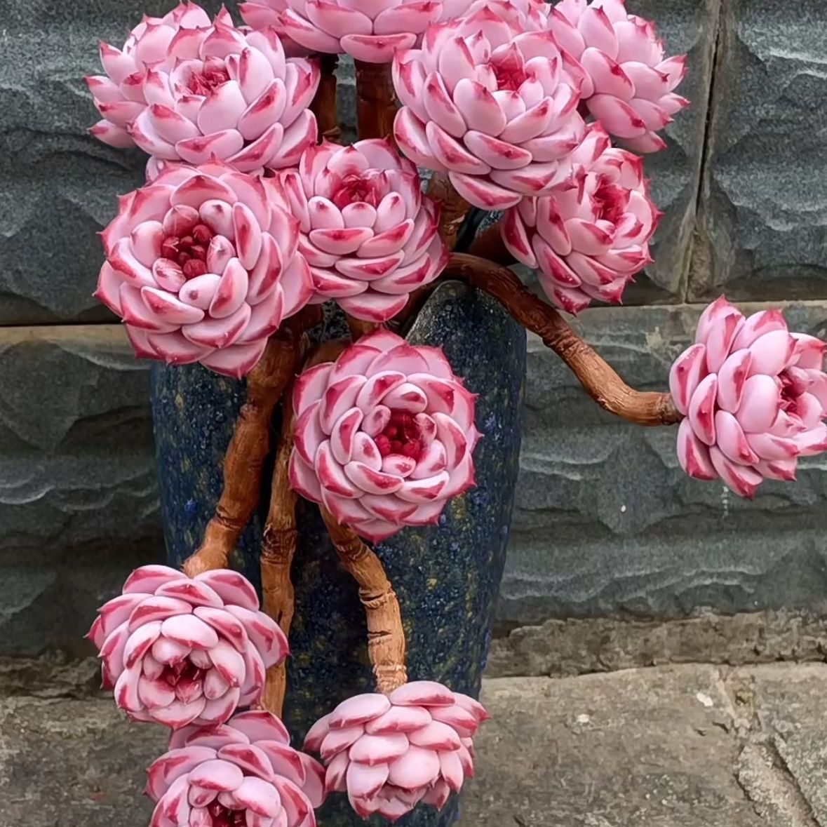 天鹅绒多肉糖心进口整箱组合新款客厅花卉阳台好养活花盆