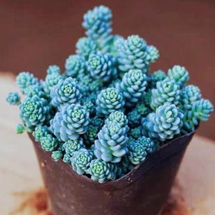 姬星美人多头群生多肉植物盆栽好养肉肉新手办公室阳台花卉绿植