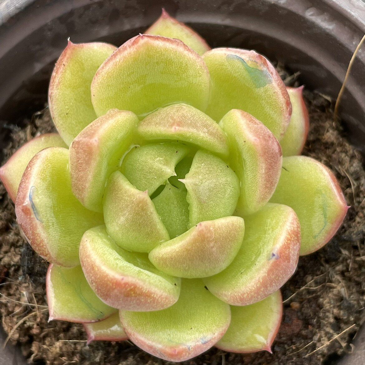 冰城多肉植物韩国进口东云稀有品种阳台庭院净化空气美观绿植花卉