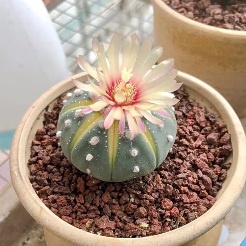 实生黄金兜仙人球西瓜兜开花仙人球兜锦多肉植物阳台易养盆栽花卉