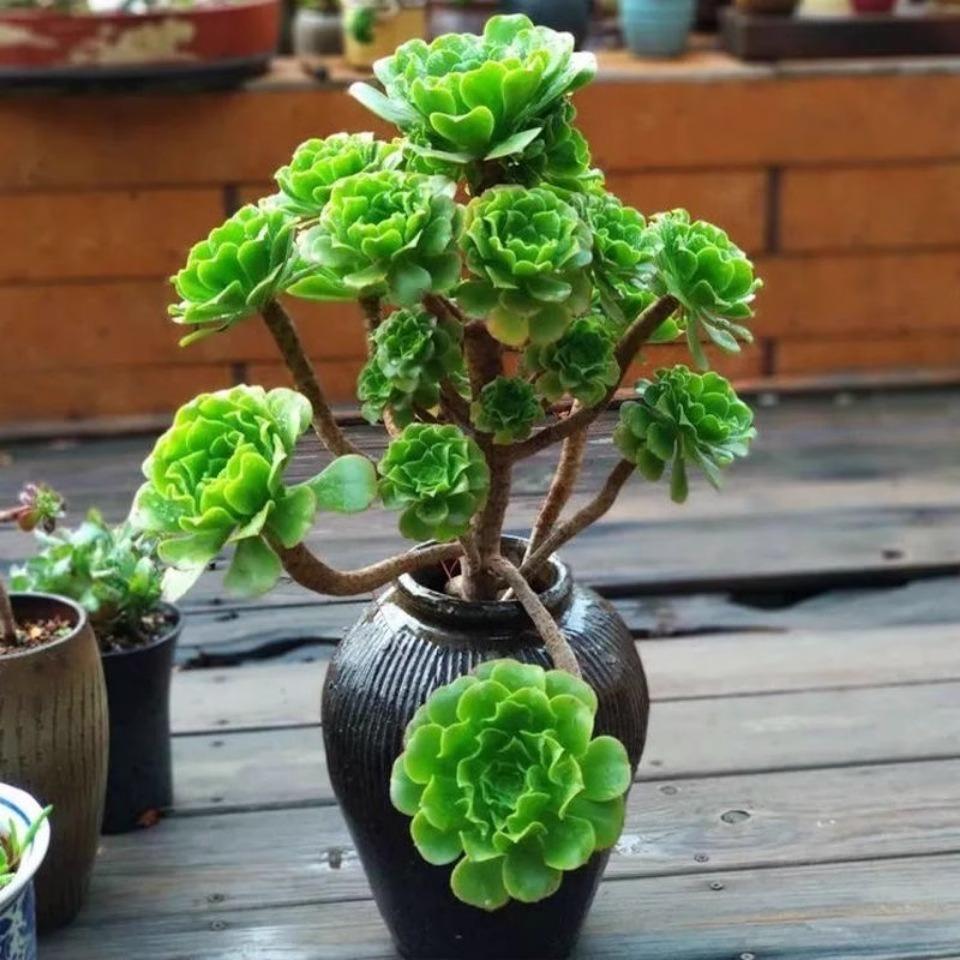 湘英多头老桩多肉植物防辐射