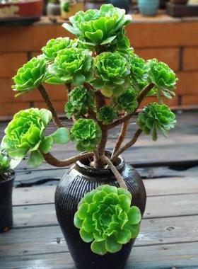 绿养绒法师批发老桩翡翠沙拉碗精品多肉大棚基地发货特价园艺盆栽