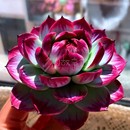 惊鸿仙子 一物一拍 宽叶9cm盆卡西乌斯锦肉肉多肉植物小盆栽新手