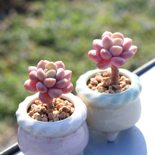 新手易种花卉组合盆栽新品 白鹭 多肉植物老桩群生精品控养肉肉