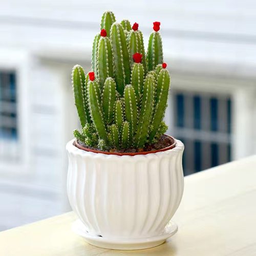 聚财山多肉植物仙人掌盆栽客厅绿植花卉室内办公室桌面好养盆栽