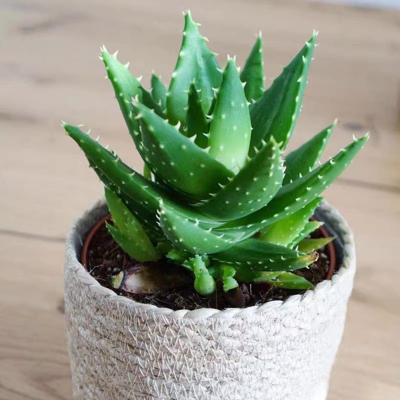 芦荟盆栽不夜城多肉植物耐旱好养室内客厅阳台花卉,鲜花速递/花卉仿真/绿植园艺,多肉植物,淘宝优惠券,粉丝福利购,淘宝优惠卷