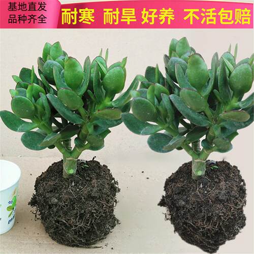 玉树盆栽老桩 大颗好养 室内四季常绿 多头群生多肉植物组合套餐