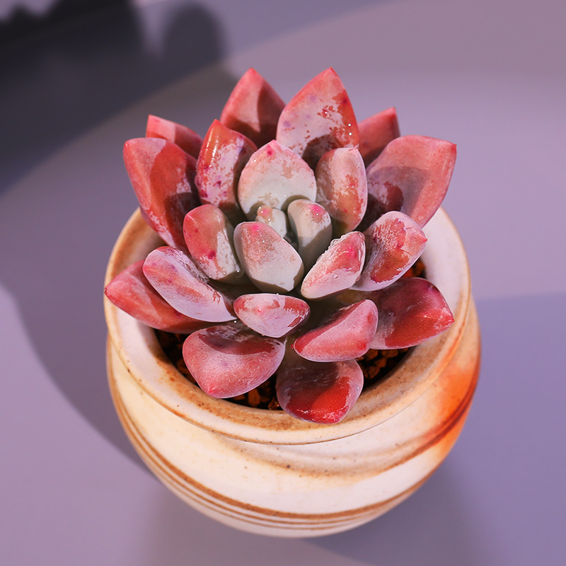 奥普琳娜 多肉植物 盆栽老桩肉肉植物多肉室内稀有品种桌面