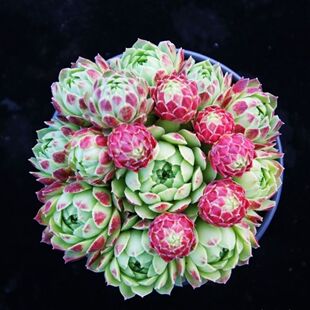 爱德华球长生草系列多肉植物组合盆栽花卉新手好养肉肉群生观音莲