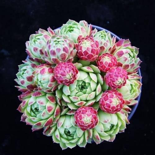 爱德华球长生草系列多肉植物组合盆栽花卉新手好养肉肉群生观音莲