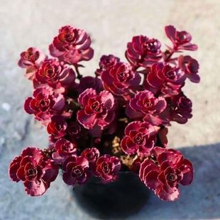 小球玫瑰锦老桩多肉植物花卉稀有品种精品绿植小植物肉肉特价 清仓