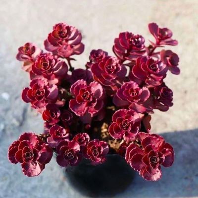 小球玫瑰锦老桩多肉植物花卉稀有品种精品绿植小植物肉肉特价清仓