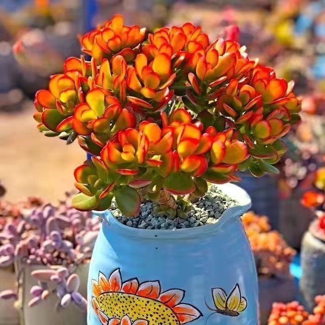 多肉植物姬红花月红叶玉树盆栽新花月锦黄金花月新手好养植物绿植,鲜花速递/花卉仿真/绿植园艺,多肉植物,淘宝优惠券,粉丝福利购,淘宝优惠卷