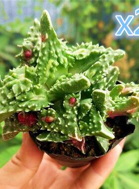 最丑多肉植物系列【红怒涛+花盆+土】红怒涛5cm 多肉办公室花卉