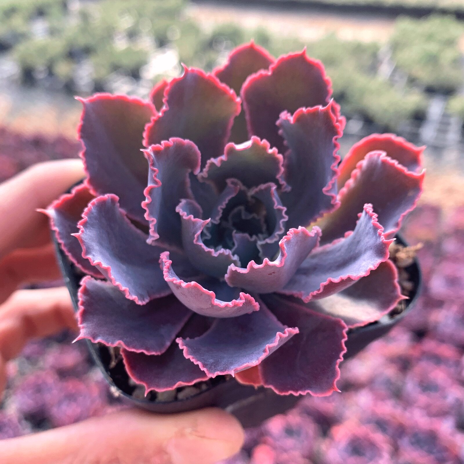 晚霞之舞多肉植物老桩肉肉植物盆栽多肉室内稀有品种阳台室内花卉