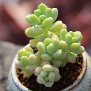 天使之泪多肉植物新手室内阳台果冻色天使之泪肉肉盆栽花卉