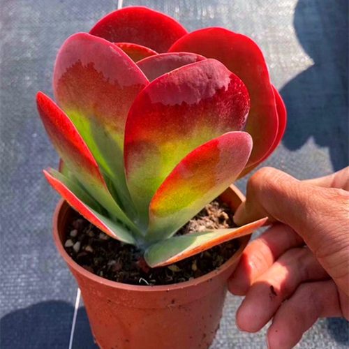 多肉植物稀有品种唐印老庄大颗多头超大盆栽花卉绿植好养室内特