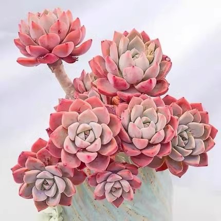 红粉佳人 多头群生小老桩 多肉植物 阳台室内办公桌盆栽绿植趣味