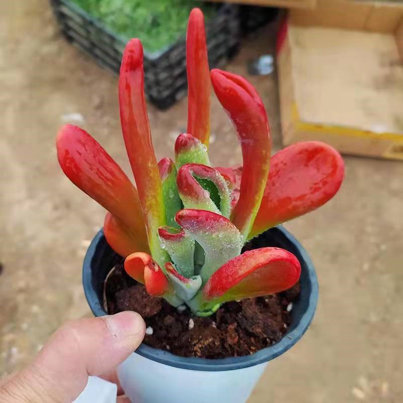 火狐狸多肉植物新品贵货筒叶老桩稀有多肉办公室新手易养稀有多肉