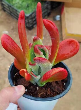 火狐狸多肉植物新品贵货筒叶老桩稀有多肉办公室新手易养稀有多肉