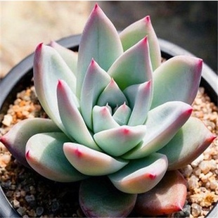 北极熊野卡多肉植物盆栽景天科肉肉新手好养办公室内阳台绿植花卉