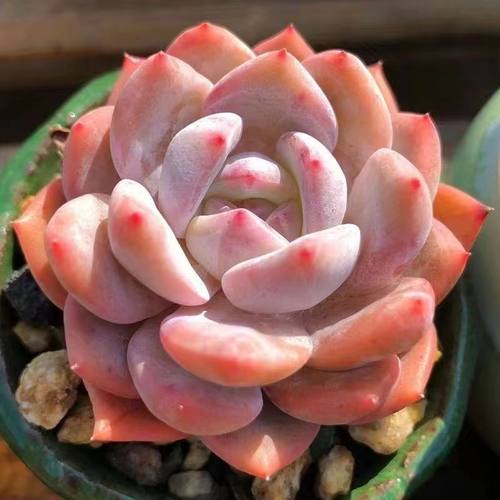 橙梦露阳台多肉植物湘英好养