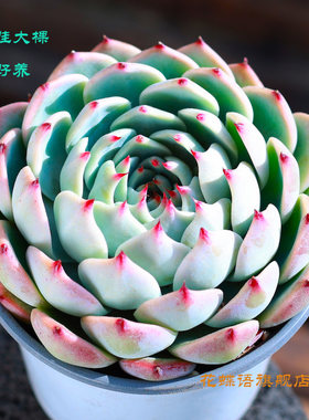 室内盆栽吉娃娃多肉植物大型景天科水蜜桃老桩水培群生肉肉花卉