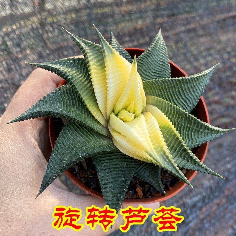 旋转芦荟琉璃殿锦奇特懒人组合盆栽室内桌面花卉新手绿植