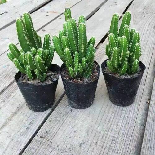 万重山多肉植物稀有贵货自然锦多肉植物仙人掌球盆栽办公室盆栽