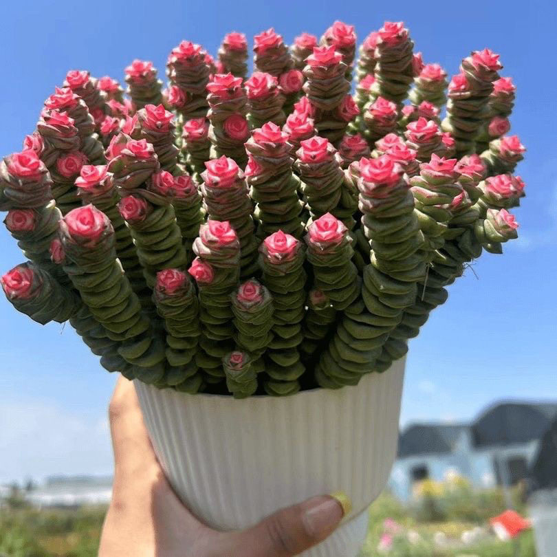 钱串锦大株多肉植物稀有盆栽室内花卉红心四季好养耐寒多头花卉