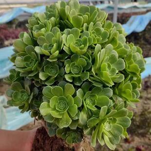 清仓多头老桩法师绿羊绒玫瑰翠绿色好养绿牡丹多肉大棚地直发盆栽