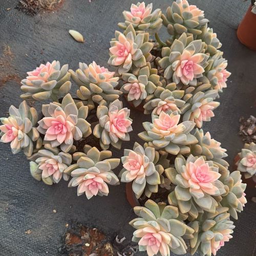 多肉植物淡雪老桩室内盆栽大颗株好养办公室肉肉群生多头绿植花卉