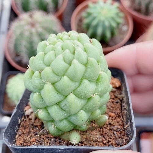 稀有贵货泰菊莲仙人球办公室桌面阳台净化空气多肉植物小盆栽花卉