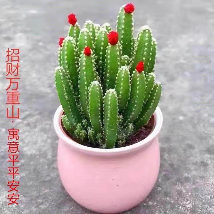 万重山招财山多肉植物仙人掌吸财树客厅绿植花卉室内办公室桌面 - 实物图