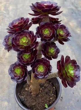 高级精品老桩黑武士法师多肉植物大颗好养室内花卉盆栽绿植