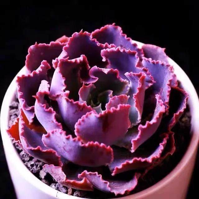 紫色多肉植物晚霞之舞老桩容易养多肉花卉绿组合盆栽花卉特玉莲