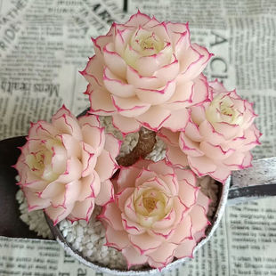 红女王多肉植物女王麦秆多肉天鹅绒韩版贵货室内花卉新手好养活