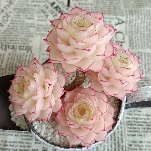 红女王多肉植物女王麦秆多肉天鹅绒韩版贵货室内花卉新手好养活