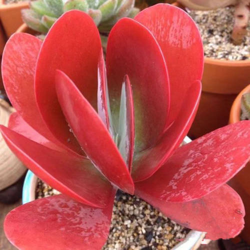 多头包红多肉唐印大颗植物四季好养室内阳台办公室盆栽