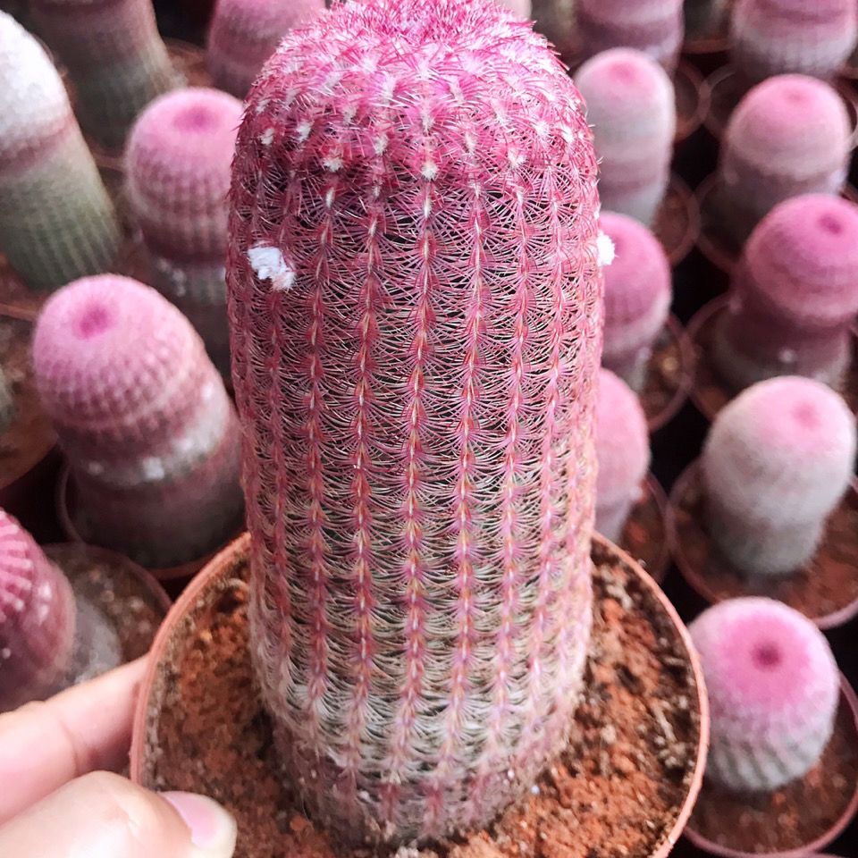 实生红太阳紫太阳开花仙人球侧芽无根室内四季好养多肉植物七彩