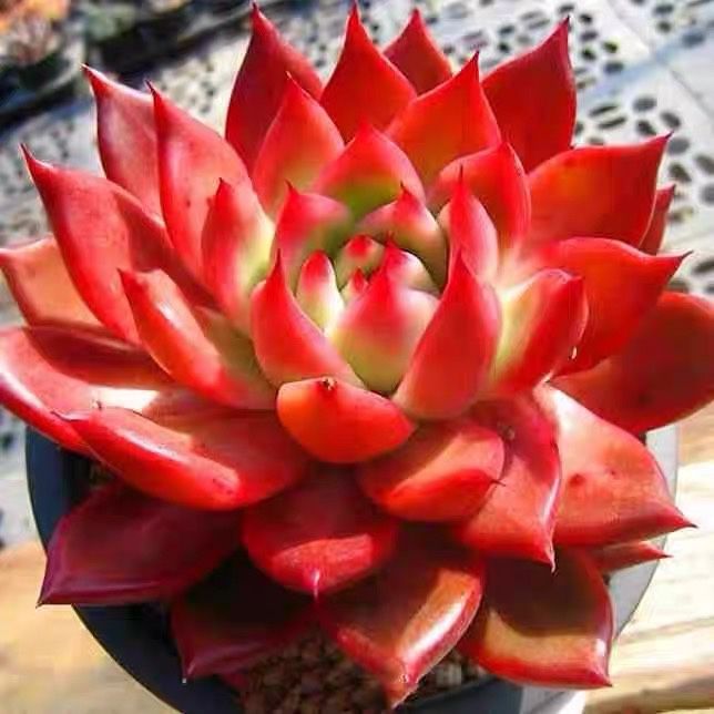 正版弗兰克 多肉植物 稀有盆栽小贵货品种品相花卉肉肉