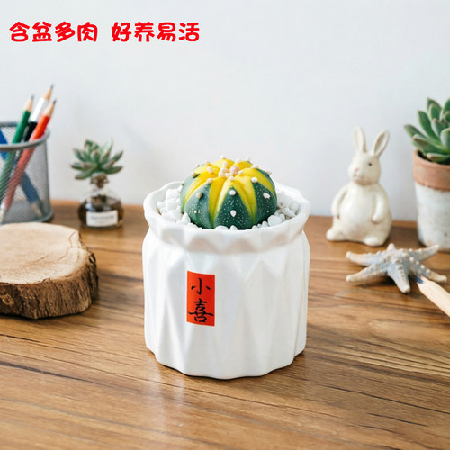 【黄金兜】金钱进兜星兜锦仙人球多肉植物办公室微型绿植花卉盆栽