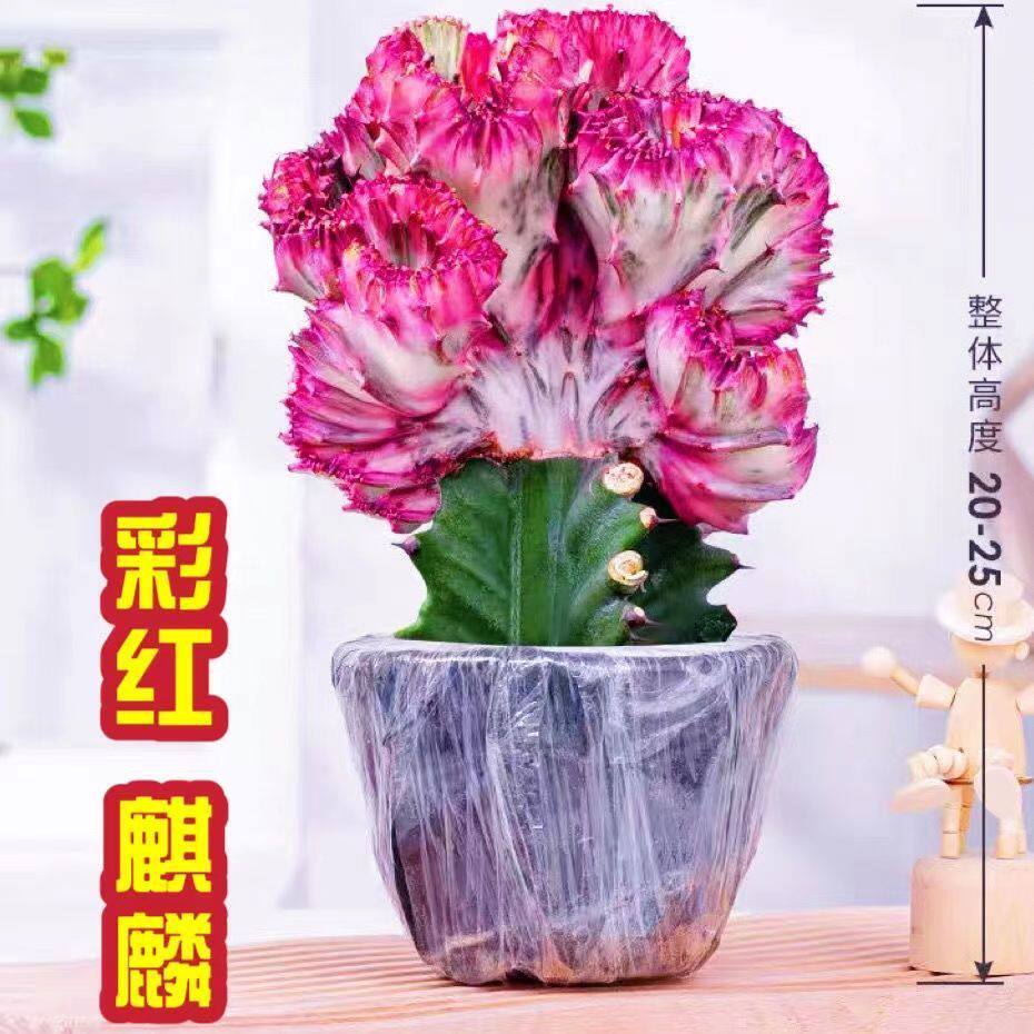 彩麒麟红色麒麟盆栽玉麒麟旺财镇宅客厅办公室摆件净化空气