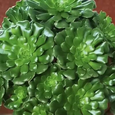 老桩超大组合绿植多肉