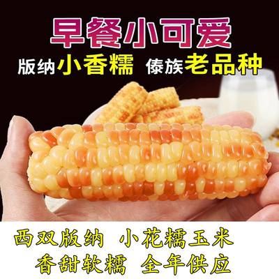 精选西双版纳花糯小玉米5斤新鲜水果现货软糯香甜宝宝辅食