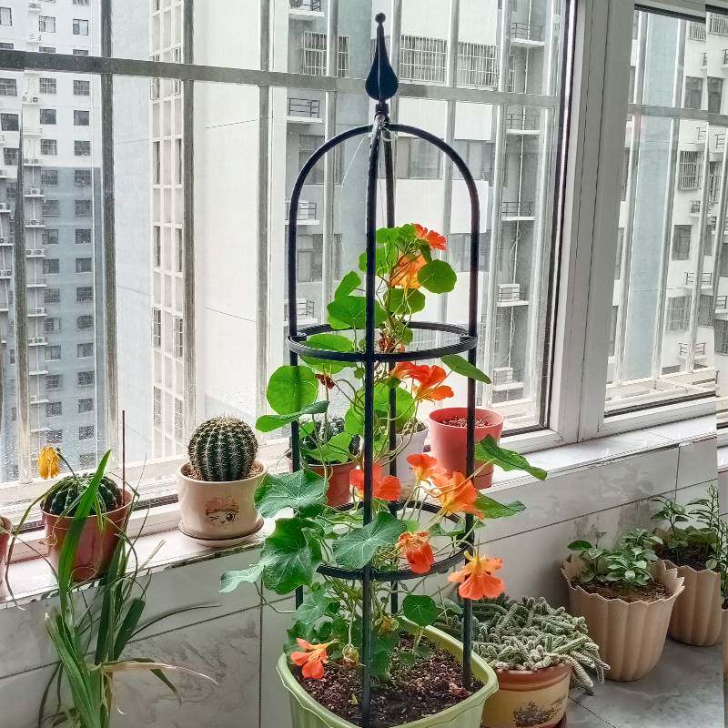 昙花架子支架固定盆植花卉定型架爬藤植物攀爬杆园艺绿植造型架